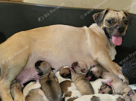 Gorgeous Jug Puppies