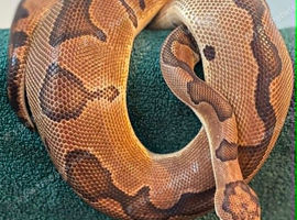 Adult Female Enchi Clown