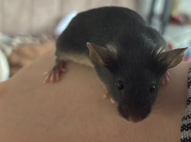 Mice for adoption