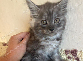 Half Maine Coon Kittens