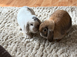Two Female English Lops