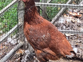 Rhodes Island Red pullets at point of lay