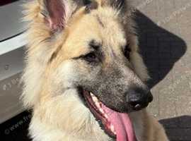 German shepherd stud