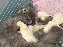 Ragdoll kittens