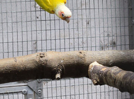 Proven breeding pair Suncheeck conure pair
