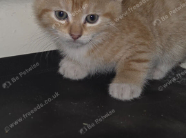 Ginger male kitten for sale