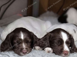 SPRINGER SPANIEL PUPPIES LOOKING FOR THEIR FOREVER HOMES