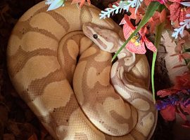 Ball python female