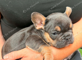 Puppies of French bulldog