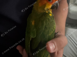 Hand-reared Baby Sun conure