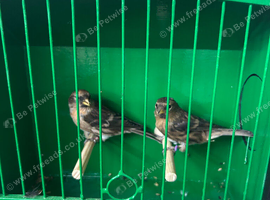 lesser redpoll pairs