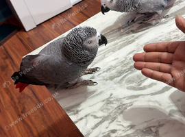 Super tame African grey parrots