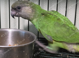 For Sale: Senegal Parrot