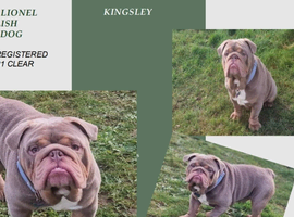 Beautiful compact lilac & tan kc reg English bulldog stud