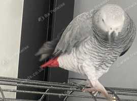 Beautiful gray