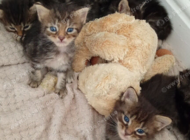 Mixed tabby litter