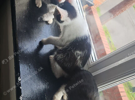 Kittens ready to leave for sale
