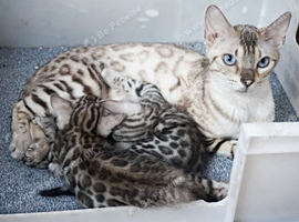 Gorgeous Bengal Rosette Kitten