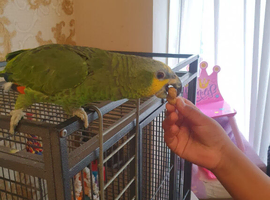 Female Amzon looking for her forever home.