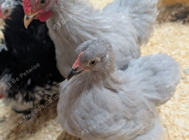 Pair of Lavender pekin Bantams