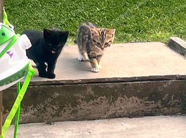 Bengal cross kittens