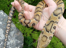 Cb2025 Hypo female false water cobra 100% het kingsphase