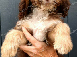 Stunning tri and chocolate with white F1 cockapoo puppies