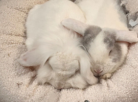 two brother rabbits for rehoming