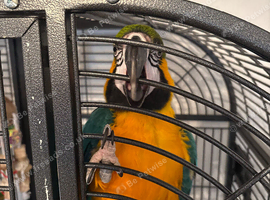 Blue and gold macaw