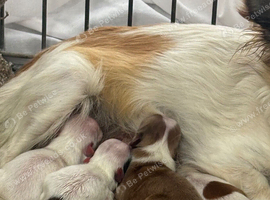 Merle Chihuahua puppies