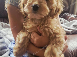 Cavapoo Puppy