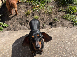 Black and Tan miniature (Sherike)