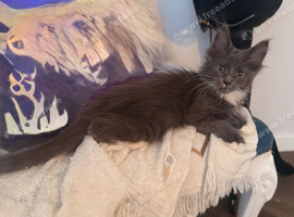 Maine coon