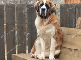 KC Registered St Bernard Puppies &ndash; Health Tested Parents