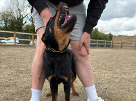 4 month old male Rottweiler
