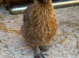 Gold Partridge Female Silkie