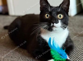 Dora is looking for her forever home