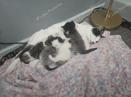 gorgouse kittens
