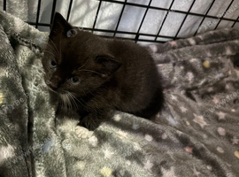 Beautiful kittens looking for their forever homes