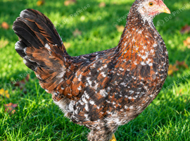 Hybrid - Swedish Flower Hen