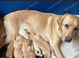 6 Labrador puppies