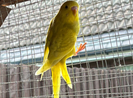 Baby budgie