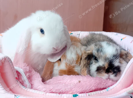 3 beautiful mini lops