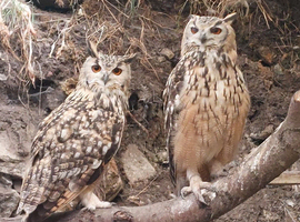 Bengal eagle rock owlets