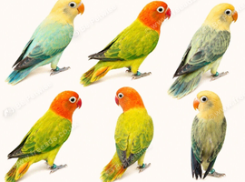 OPALINE SPLIT BLUE SPLIT TORQUISE LOVEBIRDS AVAILABLE