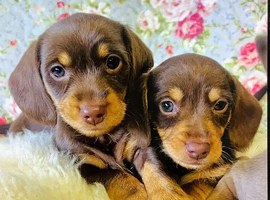 Miniature Dachshund puppies for sale