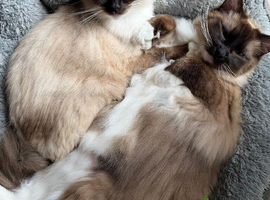 Pedigree Ragdoll siblings - 1 year old &pound;750ONO for pair