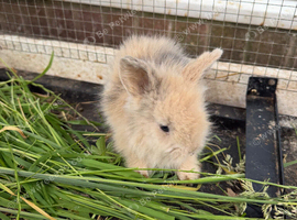 Small Rabbit for Sale
