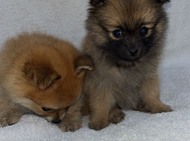 Pomeranian puppies
