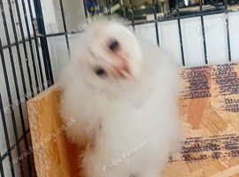 Baby owlets
